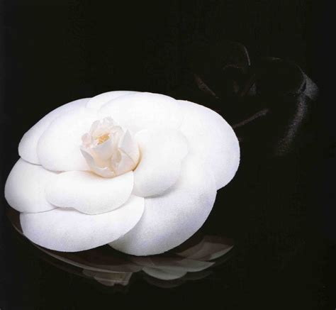 le camelia de chanel|Chanel camellia flower.